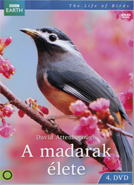 A madarak élete 4. termékhez kapcsolódó kép