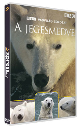 A jegesmedve termékhez kapcsolódó kép