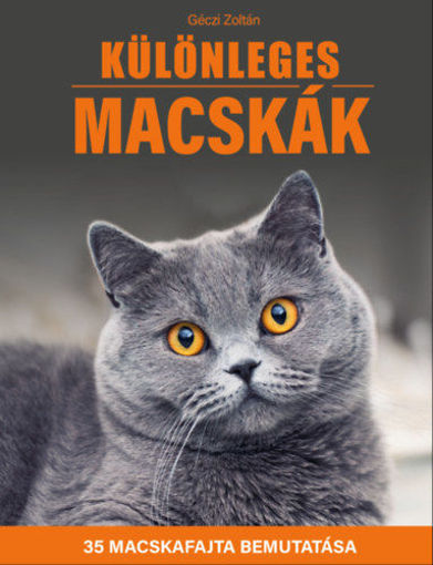 Különleges macskák - 35 macskafajta bemutatása termékhez kapcsolódó kép