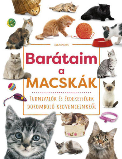 Barátaim, a macskák termékhez kapcsolódó kép