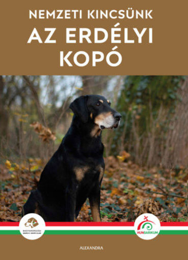 Az erdélyi kopó termékhez kapcsolódó kép