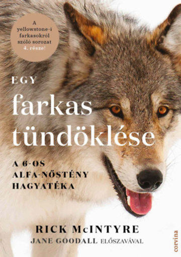 Egy farkas tündöklése - A 6-os alfa-nőstény hagyatéka termékhez kapcsolódó kép